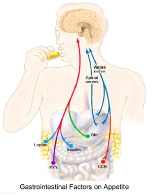 Τρόφιμα & Κορεσμός : Πώς συνδέονται;
